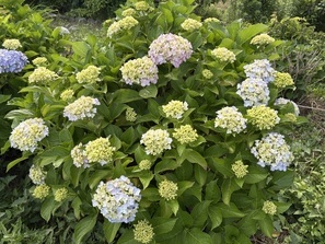 紫陽花1