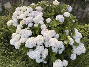 紫陽花2