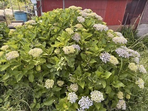 紫陽花3
