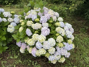 紫陽花1