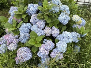 紫陽花2