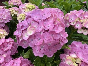 紫陽花3