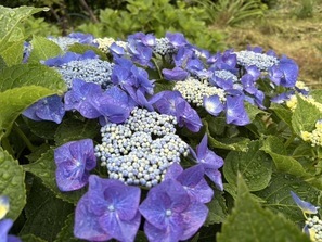 紫陽花4