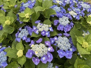 紫陽花6