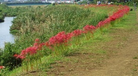 小出川の彼岸花