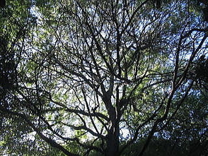 フサアカシアの木立