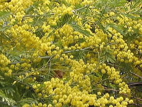 フサアカシアの花