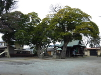 松尾大神タブノキ