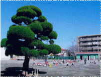 鶴嶺小学校のカイヅカイブキ