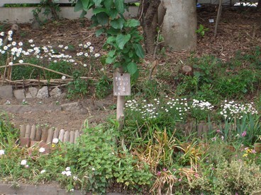 6:支所の東側道路の矩に小さな花壇があります。の写真