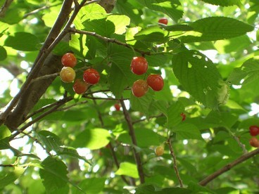 8:1本の桜の木に、さくらんぼがたくさんなっているのを見つけました。の写真