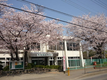 1:小出支所の庭にある桜の写真