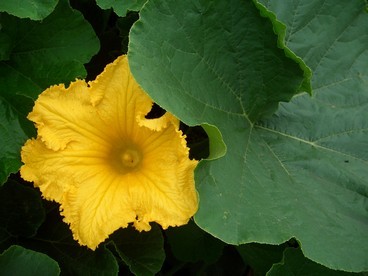 カボチャの花は直径20センチの写真