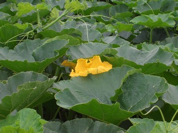 11:毎朝、大きなカボチャの花に元気をもらっています。の写真