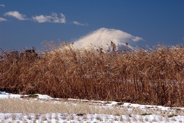 19:新道橋からの雪富士の写真