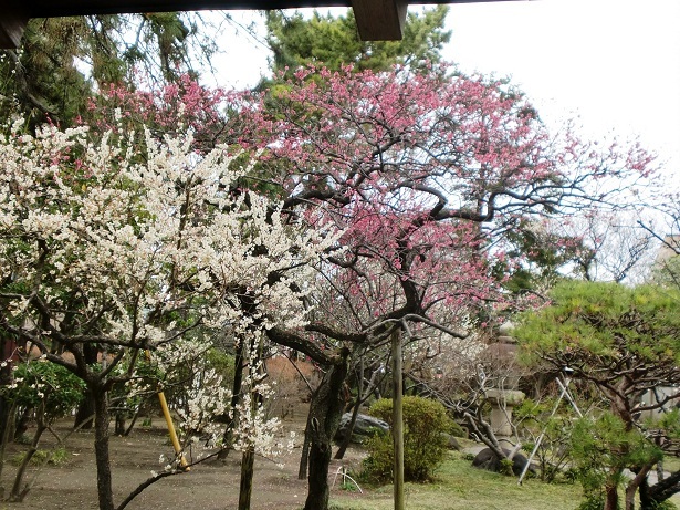 5:高砂緑地の梅