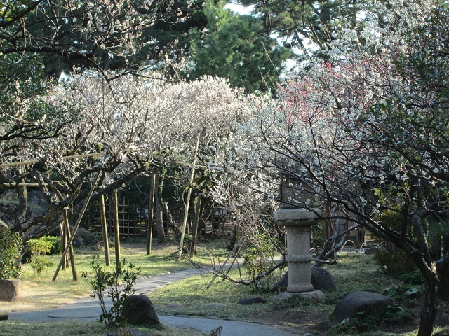 6:高砂緑地の梅2