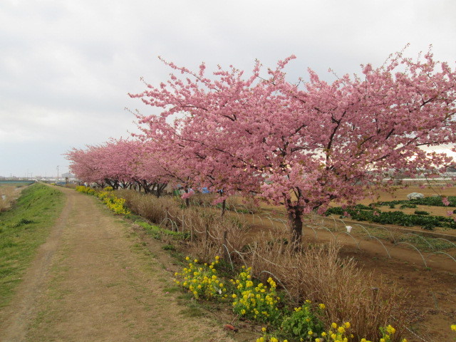 7:小出川の河津桜の様子