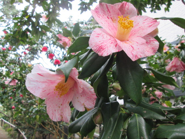 8:氷室椿庭園の椿（氷室雪月花）