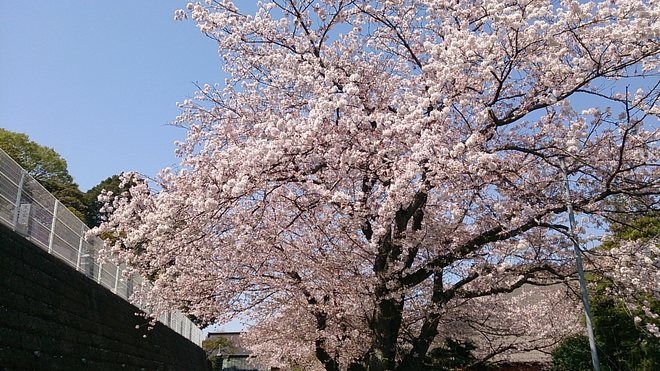 13:浄見寺の桜