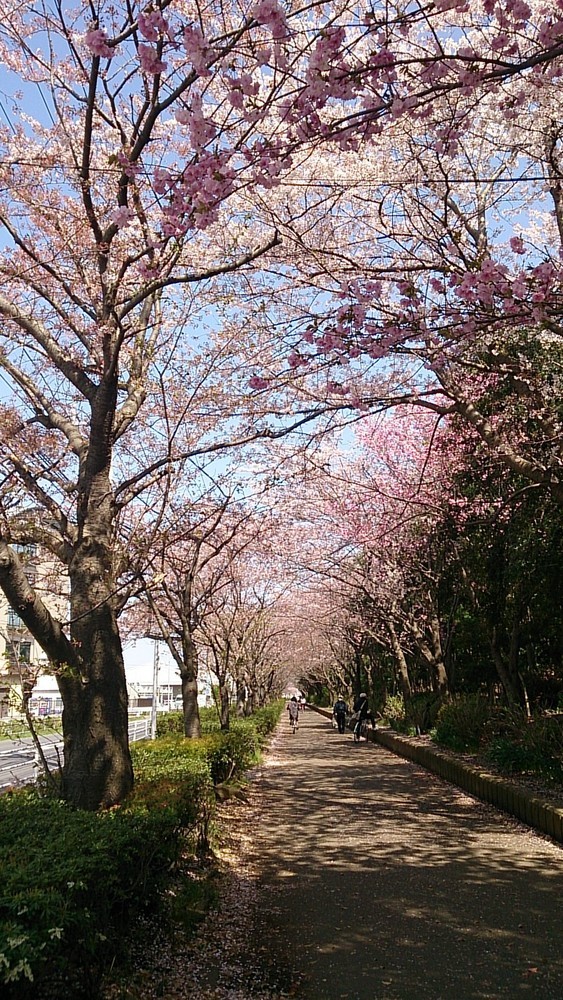 中央公園北側の桜