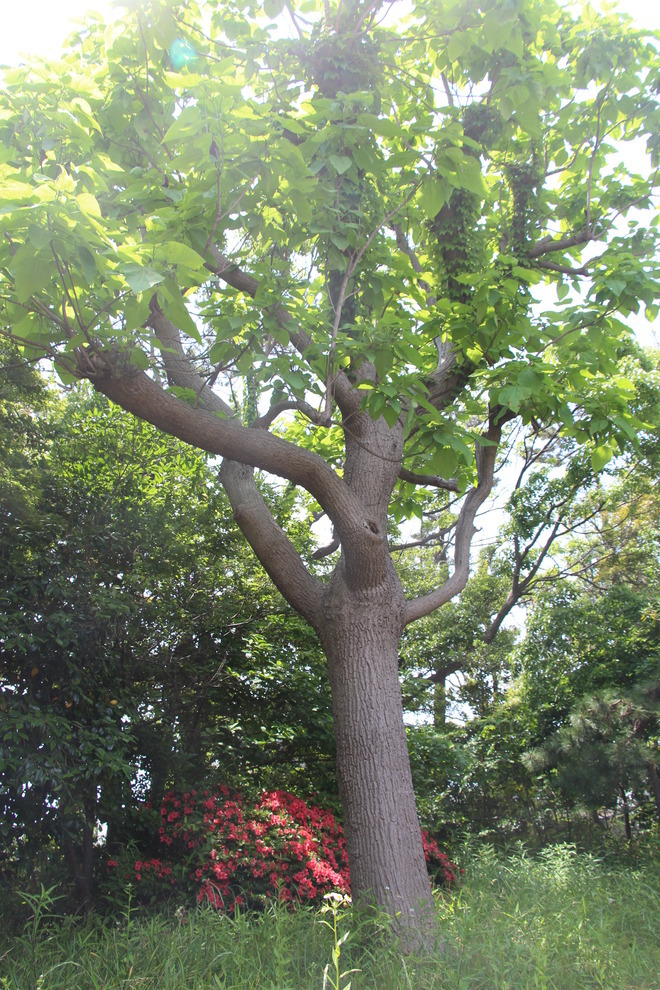 4:茅ヶ崎ゆかりの人物館のシンボルの樹木です