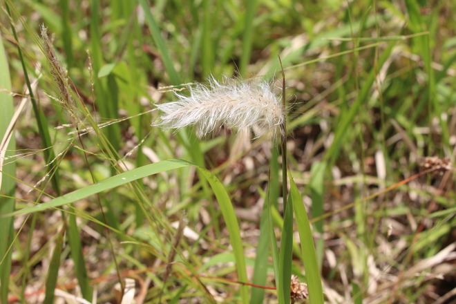 5:茅ケ崎の地名の由来となる茅（チガヤ）がたくさん生えていました