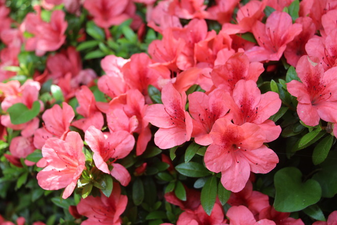 6:茅ヶ崎市の花　ツツジが咲いていました