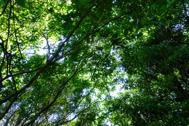 7:初夏の強い日差しが差し込む木漏れ日は、とても綺麗でした