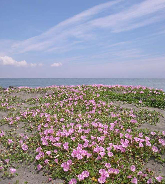 特別展　茅ヶ崎の海岸のいきものたち