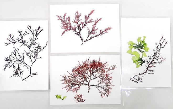 作成する海藻を押し葉にしたカードやしおりの例