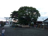 菱沼八王子神社のタブノキ