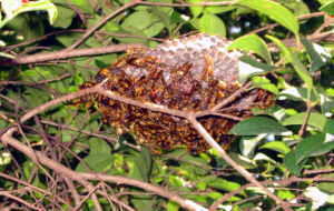 アシナガバチの巣の画像