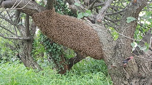 ミツバチの分蜂画像