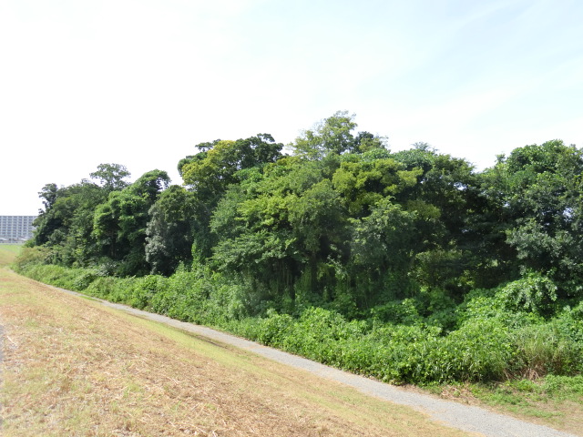 堤防沿いに広がる樹林