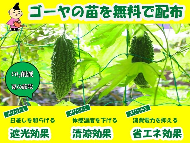 みどりのカーテン用のゴーヤ苗を無料で配布