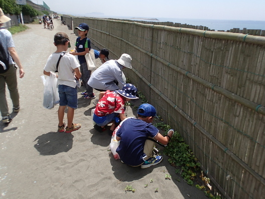 海岸での植物採取