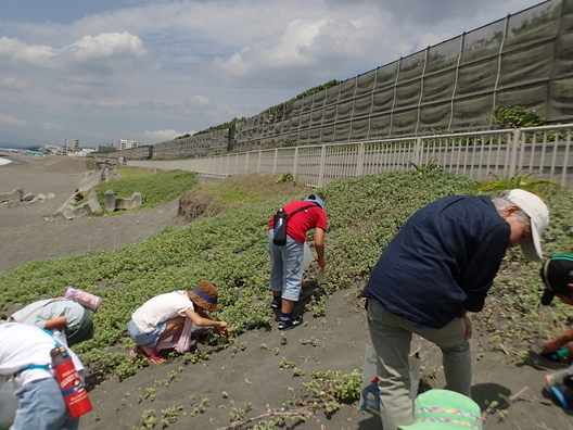 海岸の植物を採取