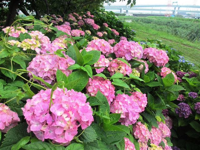 8:6月紫陽花1(小出川）