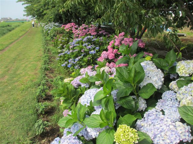 10:6月紫陽花3(小出川）