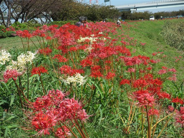 11:9月曼珠沙華1（小出川）