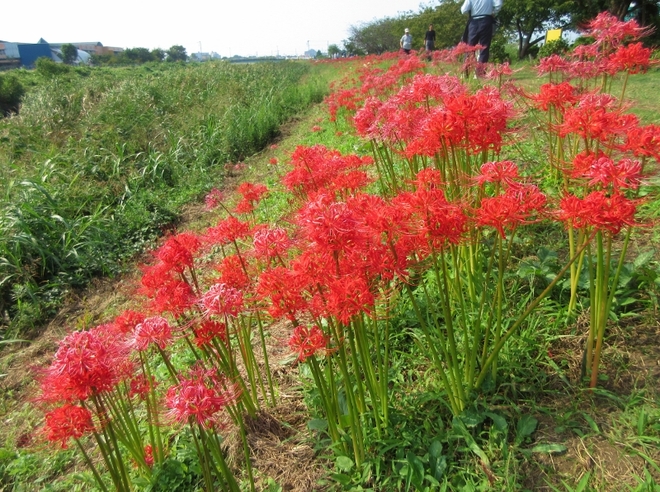 12:9月曼珠沙華2（小出川）