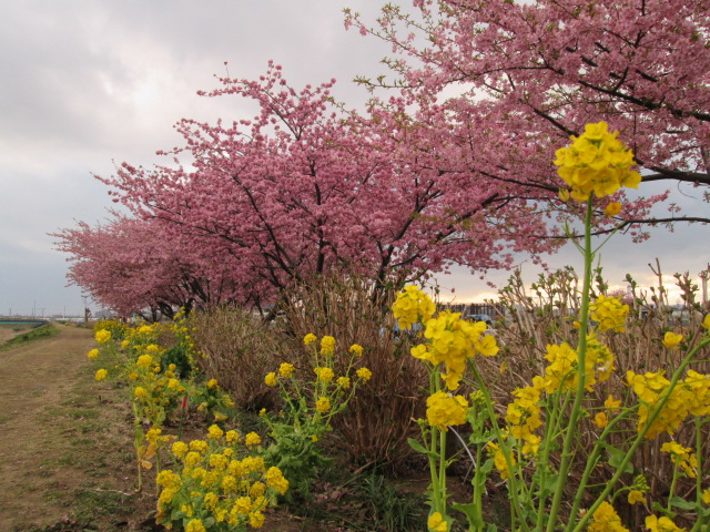 2:2月河津桜2（小出川）