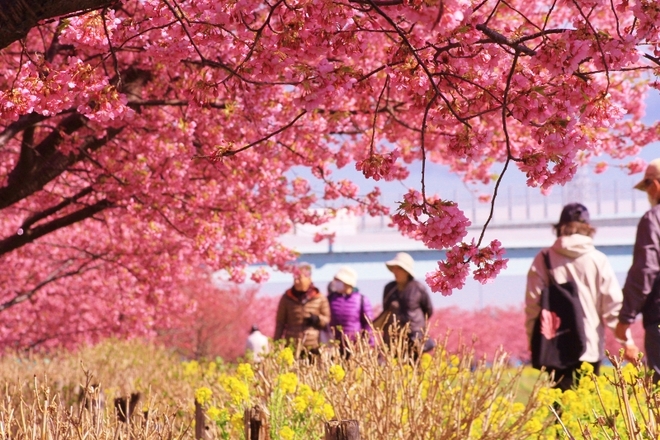 3:2月河津桜3（小出川）