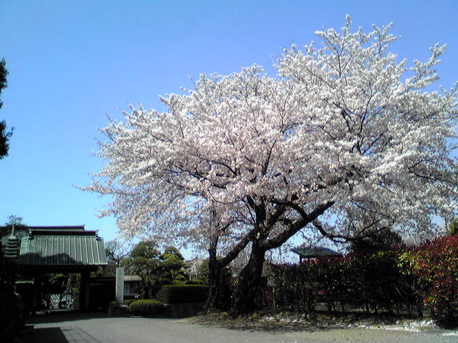 7:4月桜（浄見寺）