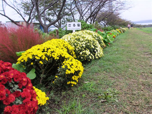 13:11月ざる菊1（小出川）