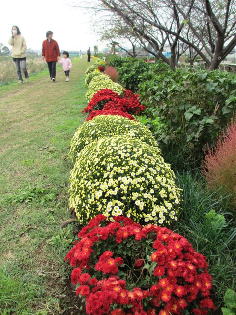 14:11月ざる菊2（小出川）