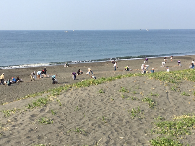 海岸清掃の様子