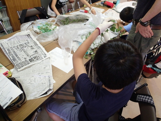採取した植物の形を整え、新聞紙に挟み乾燥。