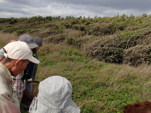 海岸サイクリングロード脇植物